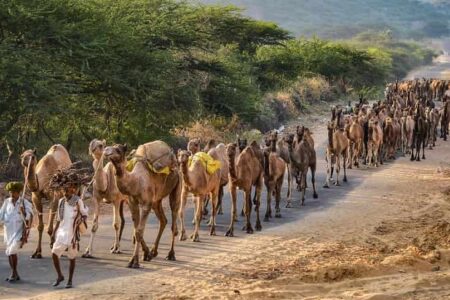 Pushkar Camel Fair
