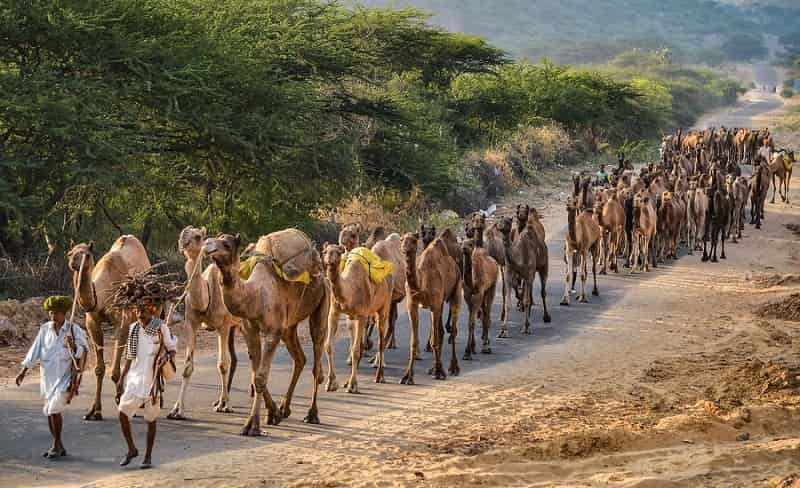 Pushkar Camel Fair