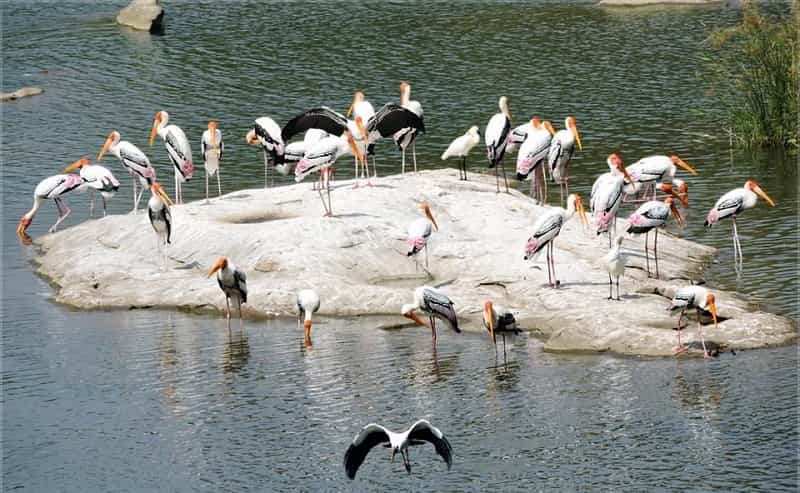 Ranganathittu Bird Sanctuary, Karnataka