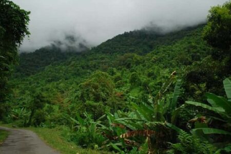 Sigem Reserve Daporijo Forest