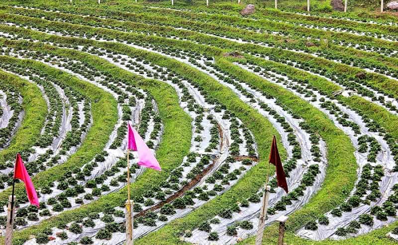 Strawberry Farming in Samsing, West Bengal