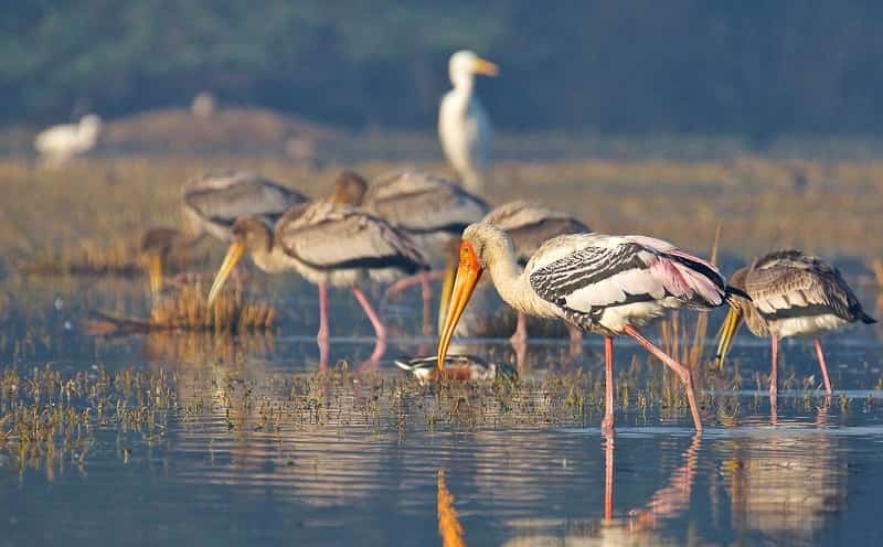 Sultanpur Bird Sanctuary, Haryana