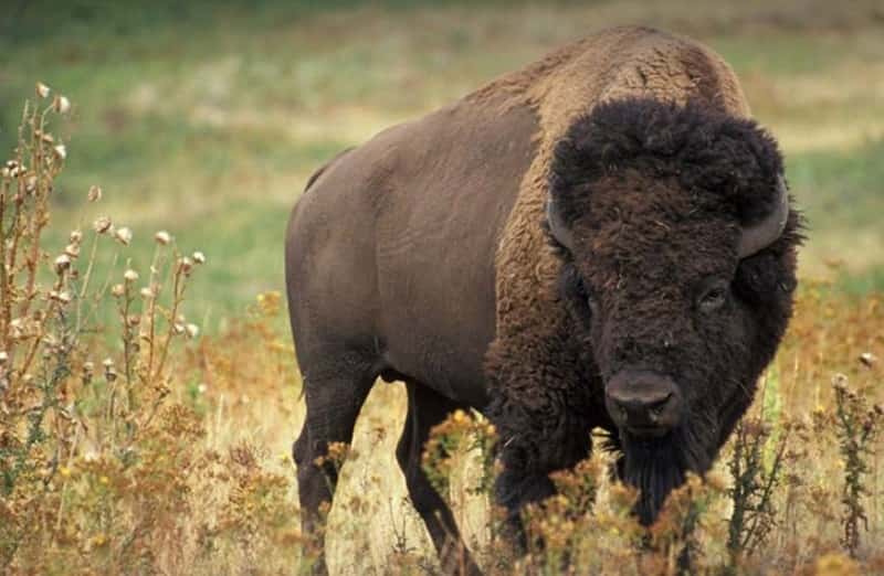 Indravati National Park, Chhattisgarh