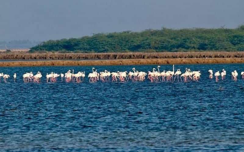 Calimere Wildlife Sanctuary