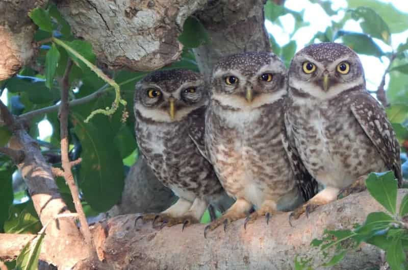 Guindy National Park