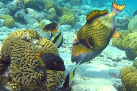 Gulf Of Mannar Marine National Park