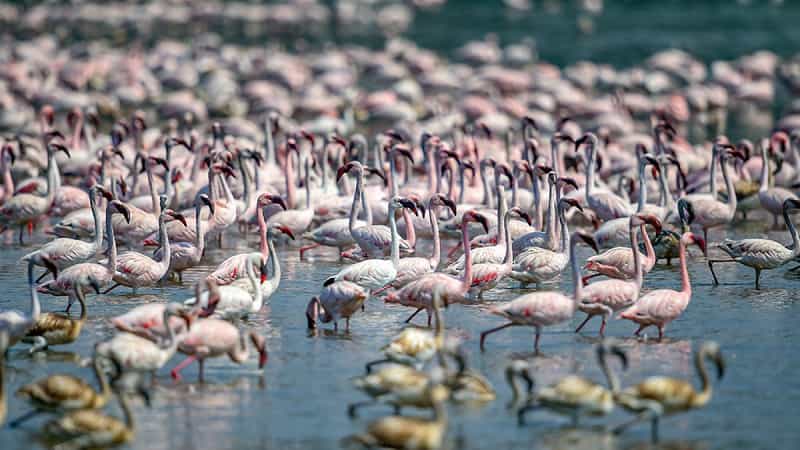 Koonthankulam Bird Sanctuary