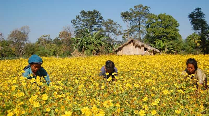 Mustard Fields of Arunachal Pradesh