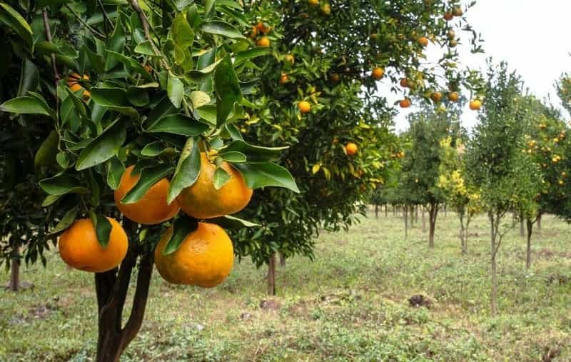 Oranges in Dambuk