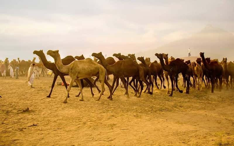Pushkar Camel Fair