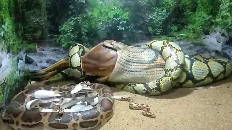 Snake Park, Chennai