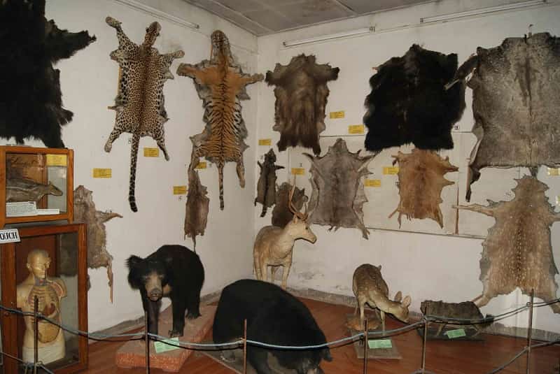 The Museum of Natural History, Nepal