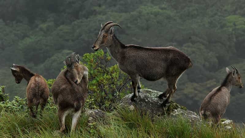 Eravikulam Wildlife Sanctuary
