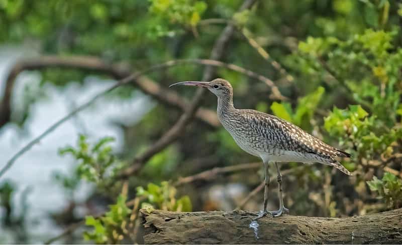 Kadalundi Bird Sanctuary