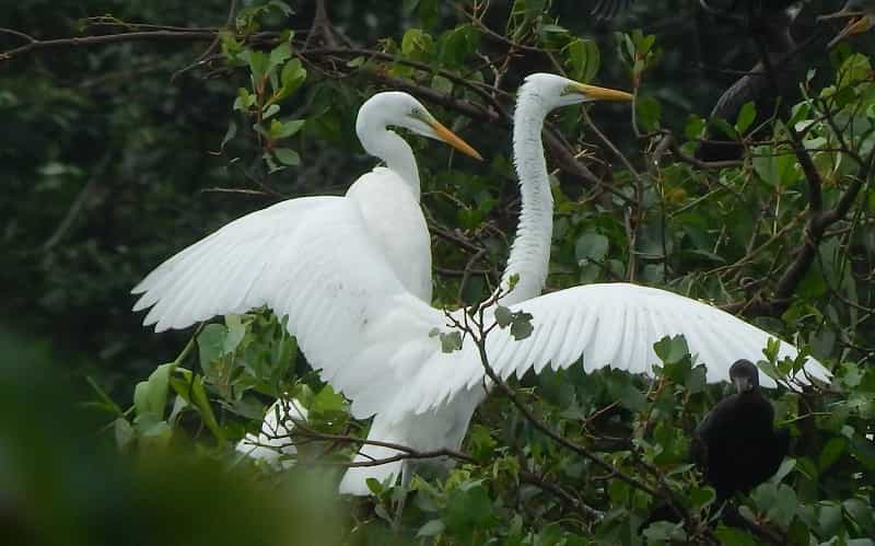 Kumarakom Bird Sanctuary