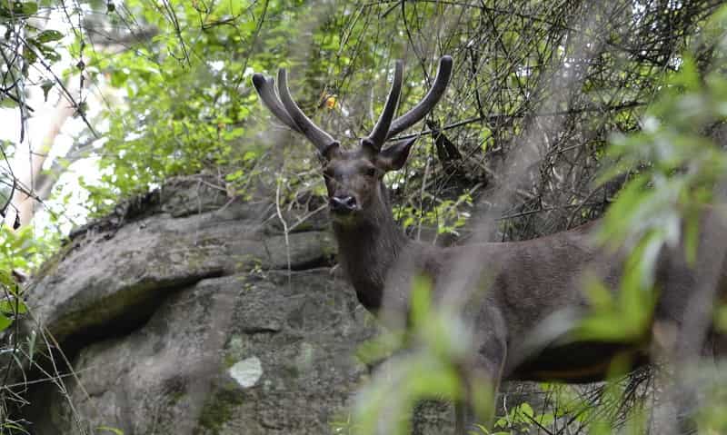 Parambikulam Wildlife Sanctuary