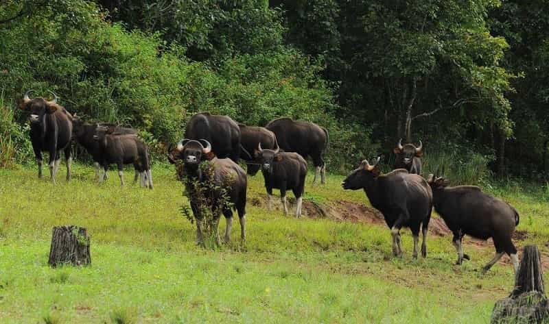Periyar Wildlife Sanctuary