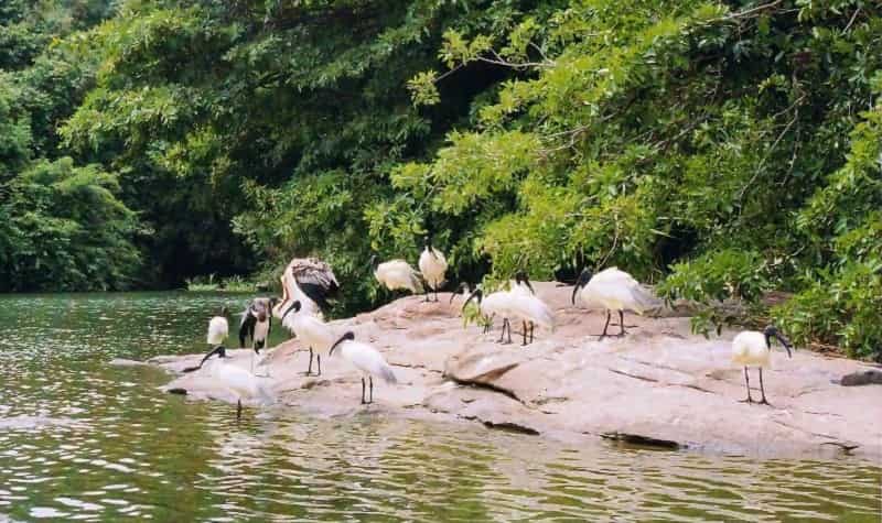 Thattekkad Bird Sanctuary