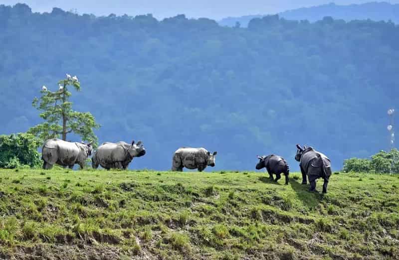 Kaziranga National Park – Assam
