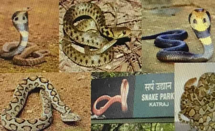 Katraj Snake Park, Pune