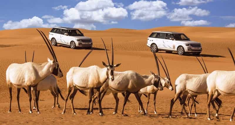 Dubai Desert Conservation Reserve