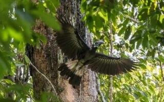 Ghosu Bird Sanctuary