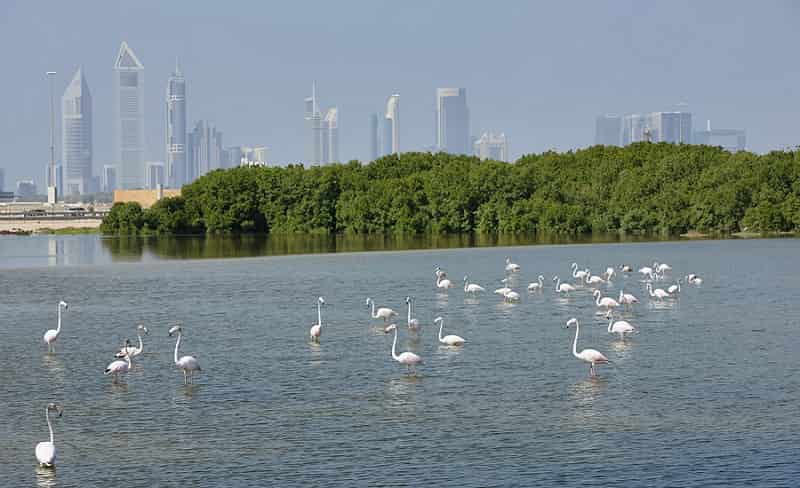 Ras Al Khor