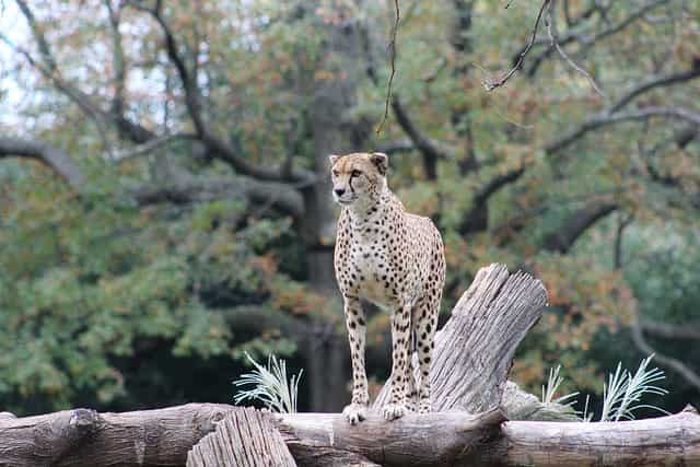 Cheetah Conservation Station