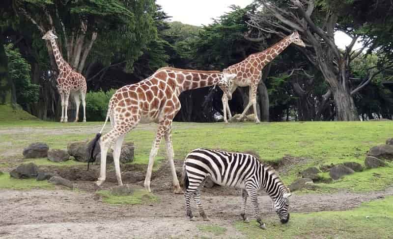 San Francisco Zoo, California