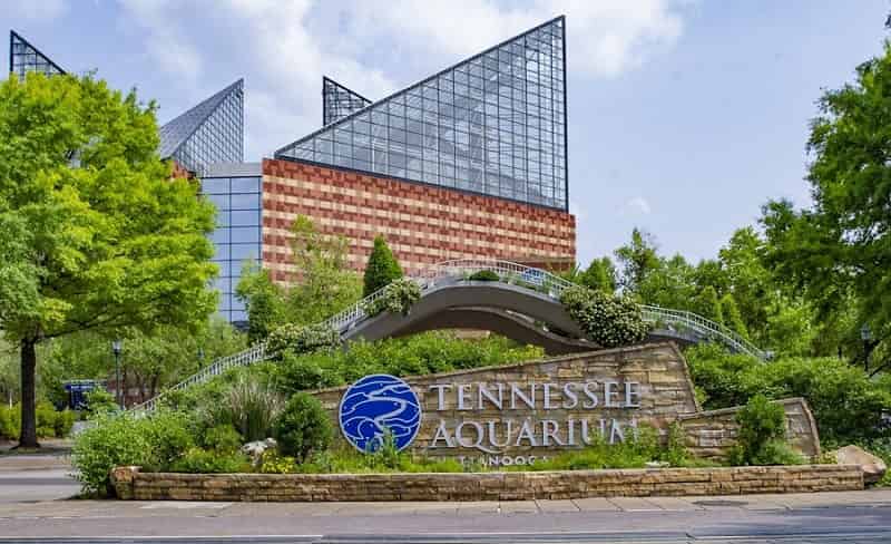 Tennessee Aquarium Chattanoogan