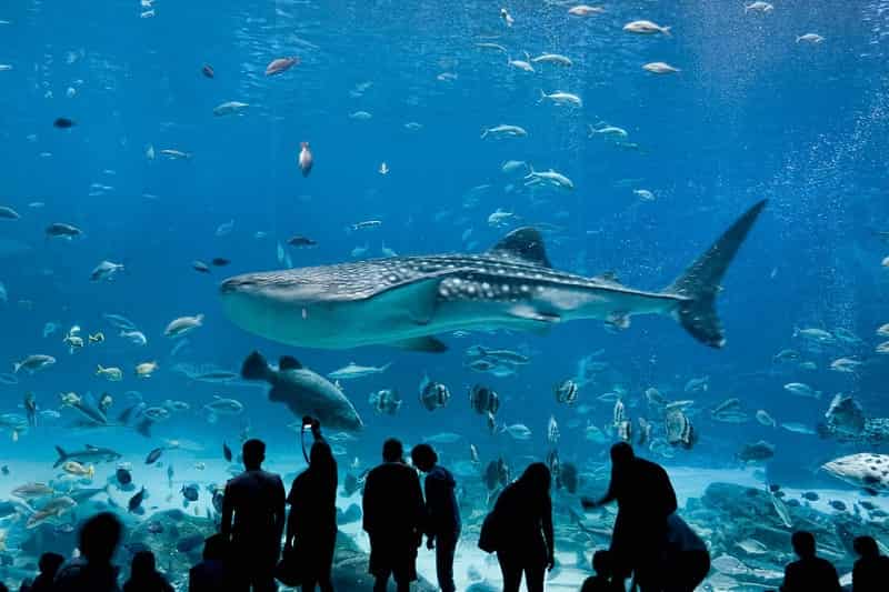 Dallas World Aquarium, Texas